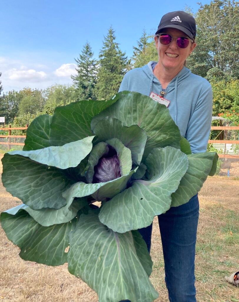 Master Gardener volunteer holds a king-sized cabbage at the Raab Demonstration Garden