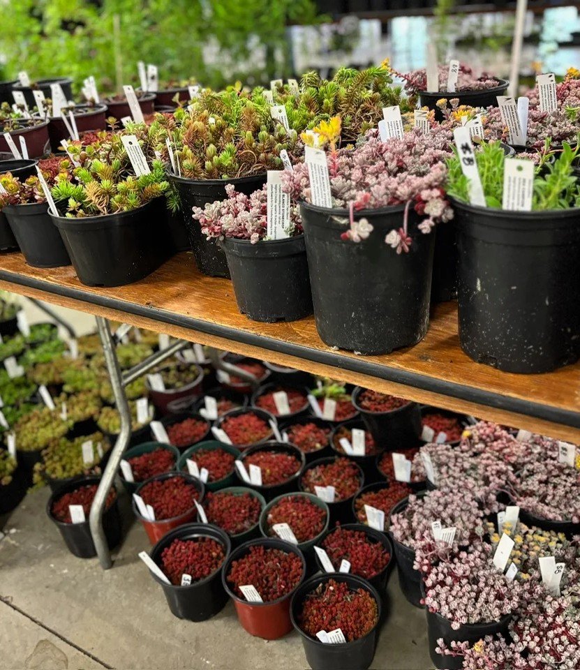 plants in pots for sale